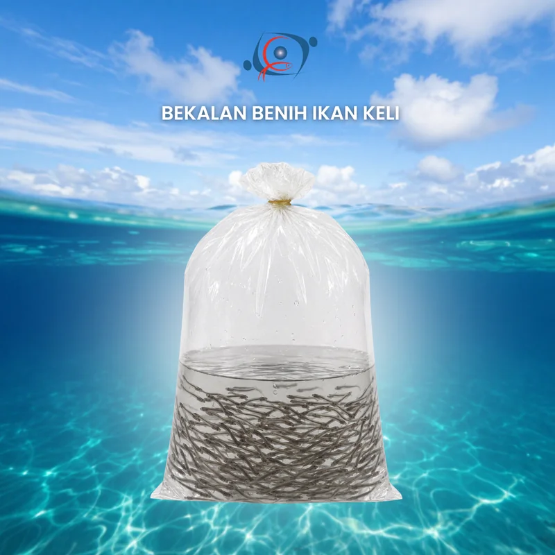 Benih Ikan Keli